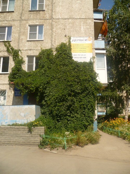 Барнаул. Разросшийся плющ на стене дома