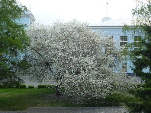Барнаул. Цветущая яблоня